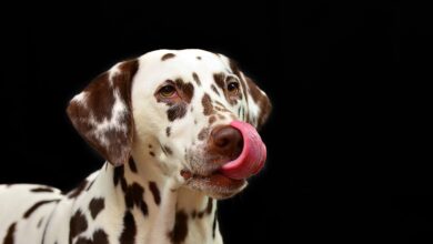 Wedel: Polizei befreit Hund aus heißem Auto | NDR.de - Nachrichten