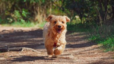 Kleinkind von Hund in Treysa angegriffen – Zeugen gesucht – nh24.de