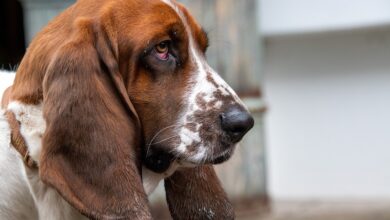 Jagdhund nach Unfall zwischen Annaburg und Löben mit Auto tödlich verletzt