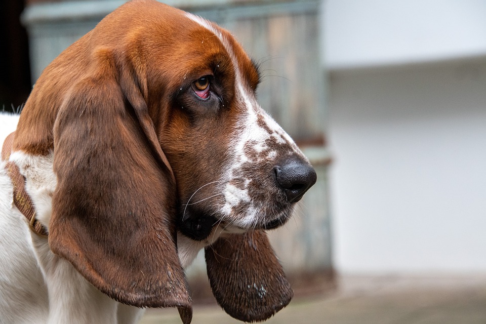 Jagdhund nach Unfall zwischen Annaburg und Löben mit Auto tödlich verletzt