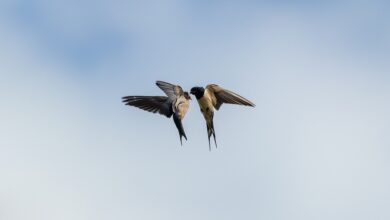 Kälteeinbruch: Schwalben fallen erschöpft zu Boden