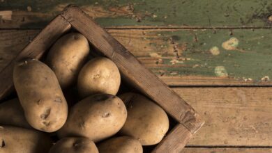 Ran an die Kartoffeln! - Das 30. Genthiner Kartoffelfest steht vor der Tür