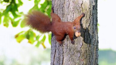 Kita-Beiträge werden bei Ausfall nicht erstattet