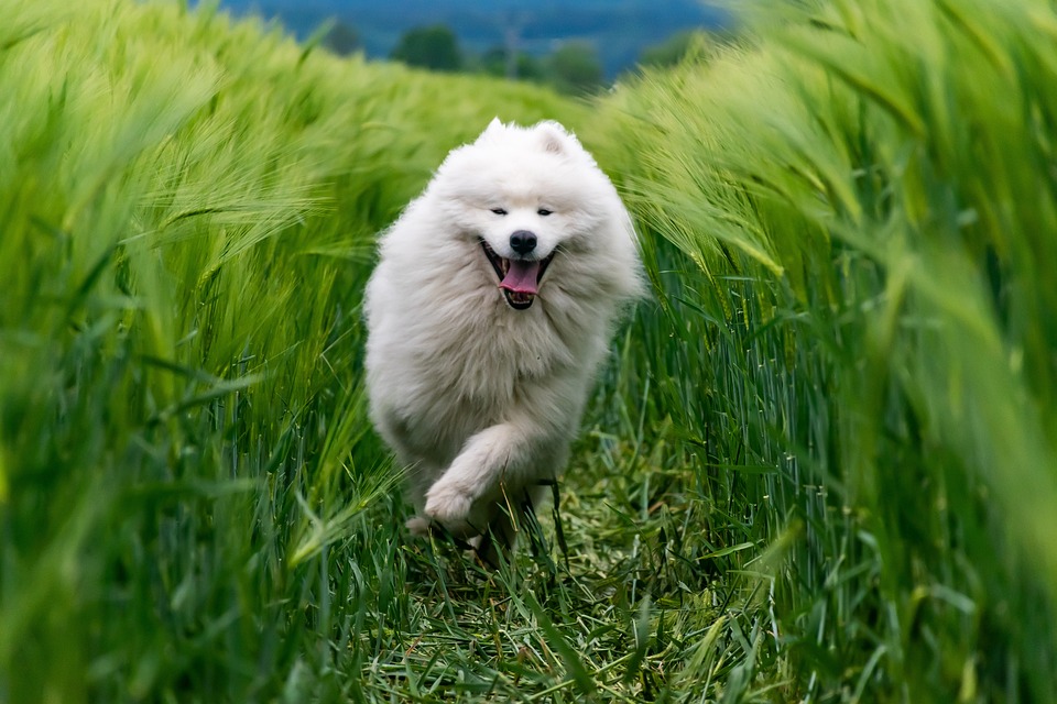 Hundeauslauf mit Herz für die Kleinen: Spezielles Angebot unterstützt Tierschutz