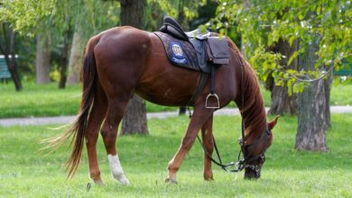 Junge (8) nach zweistündiger Suche in Worms gefunden