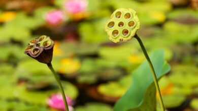 Biodiversität wird im Kreis Recklinghausen gefördert