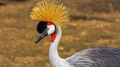 Kranichrast: 15.000 Tiere sind bereits in der Region | NDR.de - Nachrichten - Mecklenburg-Vorpommern