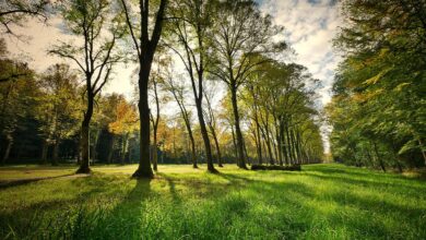 Westfalen-BlattLöhne: Ehemalige Schwarzbausiedlung soll Bürgerpark werdenDie Schwarzbauten an der Werre in Löhne sind Geschichte, die Wochenendhäuschen wurden Anfang dieses Jahres abgerissen, der gröbste Müll ist beseitigt....vor 30 Minuten