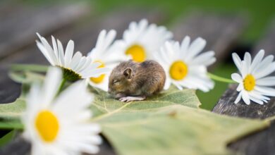 Heinrich Pesch Haus in Ludwigshafen macht mit bei „Türen auf mit der Maus“ am 03. Oktober 2024 – Treffpunkt Pfalz