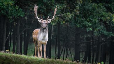 Schwer verletztes Rehkitz flüchtet in Garten und stirbt