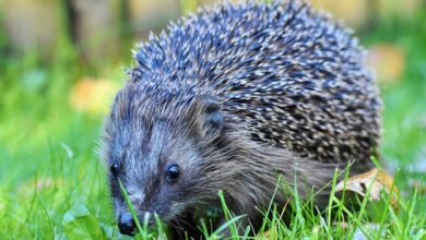 Radio HerfordKöln | Tierschützer fordern Nachtfahrverbot für MähroboterMähroboter mähen nicht nur Gras, sondern mitunter auch Igel nieder. Tierschützer wollen das nicht länger hinnehmen..vor 39 Minuten