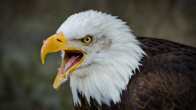 Stiftungen wollen Lebensraum der Schreiadler in MV verbessern | NDR.de - Nachrichten