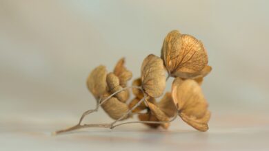 Darum ist die Bäckerei ,,Le Croissant" schon wieder geschlossen