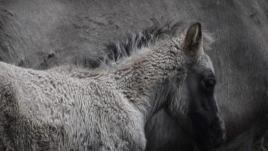 Die „Niedersächsische Zootage“ am 28. und 29. September – das Biosphaerium ist wieder dabei!