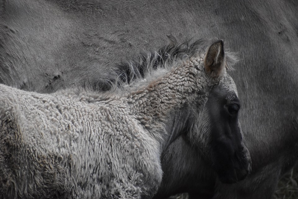 Die „Niedersächsische Zootage“ am 28. und 29. September – das Biosphaerium ist wieder dabei!