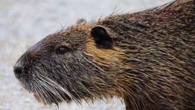 Invasive Tiere an der Nordsee – diese Nager bedrohen Deiche