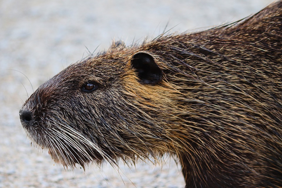 Invasive Tiere an der Nordsee – diese Nager bedrohen Deiche