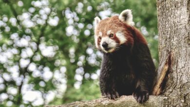 Ur-Pandas lebten vor Millionen von Jahren im Allgäu