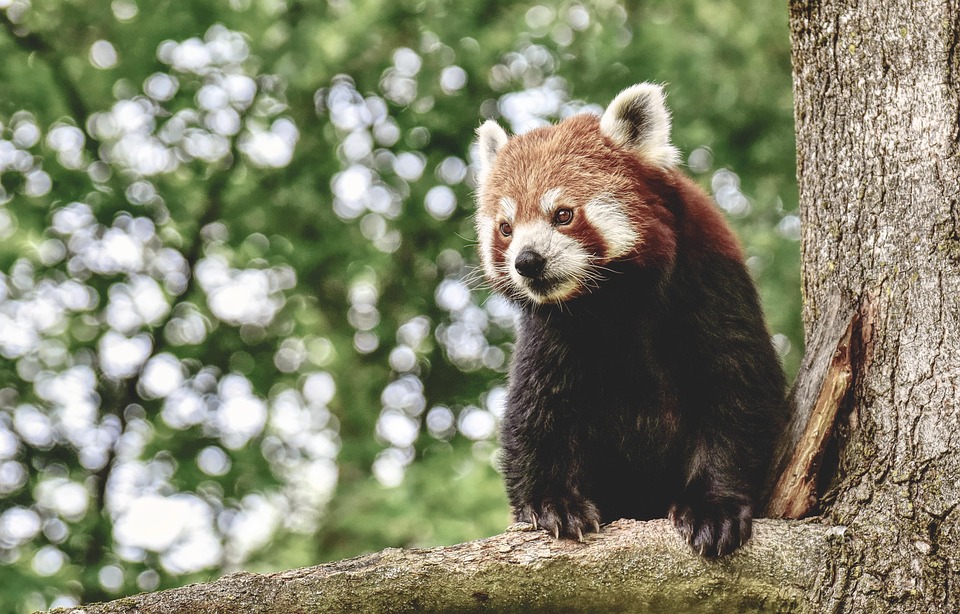 Ur-Pandas lebten vor Millionen von Jahren im Allgäu