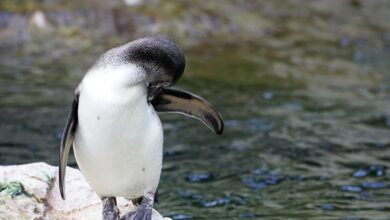 Auswärtsspiel in Schwenningen für die Pinguins