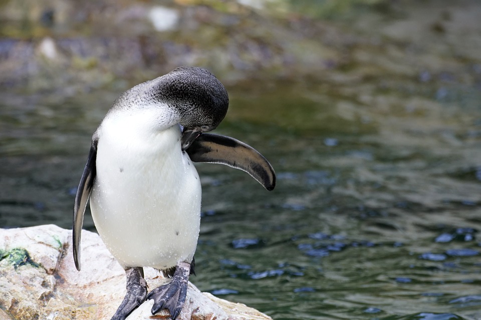 Auswärtsspiel in Schwenningen für die Pinguins