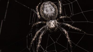 Rätselhafte Spinne in Piding gesichtet: Wer kann sie identifizieren?