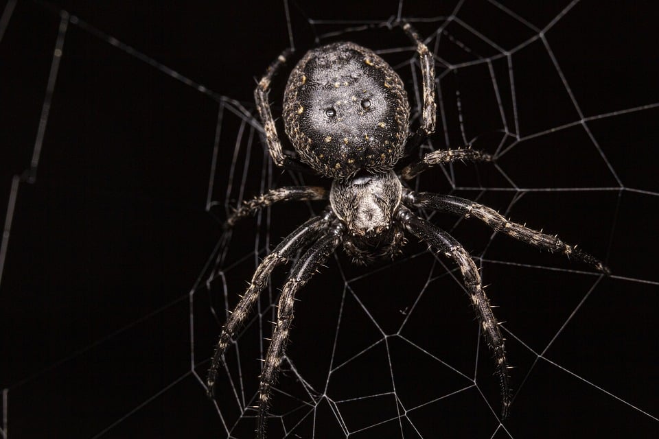 Rätselhafte Spinne in Piding gesichtet: Wer kann sie identifizieren?