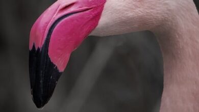 Schmiedekiebitze im Tierpark Hamm eingezogen