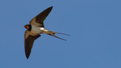 Schwalben fallen tot vom Himmel über München