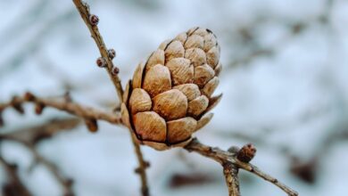 Geschützte Flächen - Bündnis von Naturlandschaften pocht auf Schutzziel - Panorama