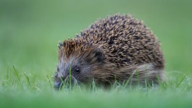 Lautlose Gefahr: Tierschützer fordern Nachtfahrverbot für Mähroboter