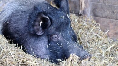 Was Verbraucher jetzt über die Tierseuche wissen sollten