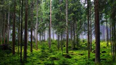 An diesem Ort stand der älteste Wald der Welt