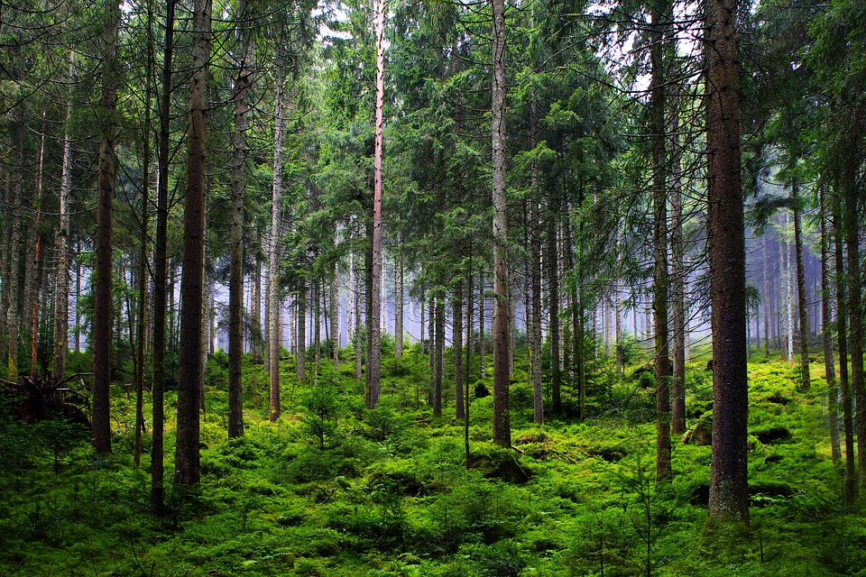 An diesem Ort stand der älteste Wald der Welt