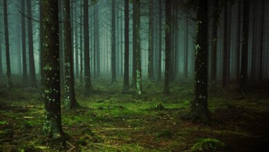 An diesem Ort stand der älteste Wald der Welt