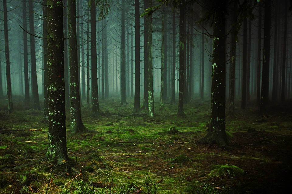 An diesem Ort stand der älteste Wald der Welt