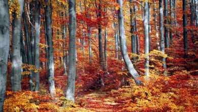 Wetterwechsel zum Wochenbeginn in Niedersachsen und Bremen