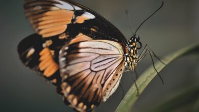 Schweizer haben Sommerflieder schon verboten: 7 Pflanzalternativen