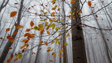 Prognose für Oktober-Wetter in Baden-Württemberg geht durch die Decke