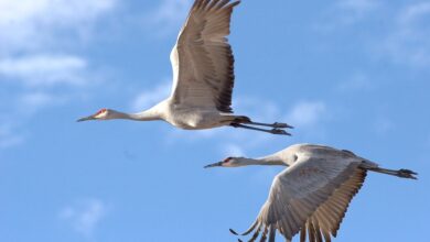 Niedersachsen: Naturspektakel am Himmel! Letzte Chance in diesem Jahr