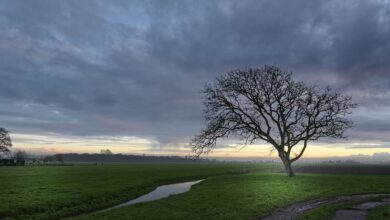 Baum auf Radweg - Radio Hagen