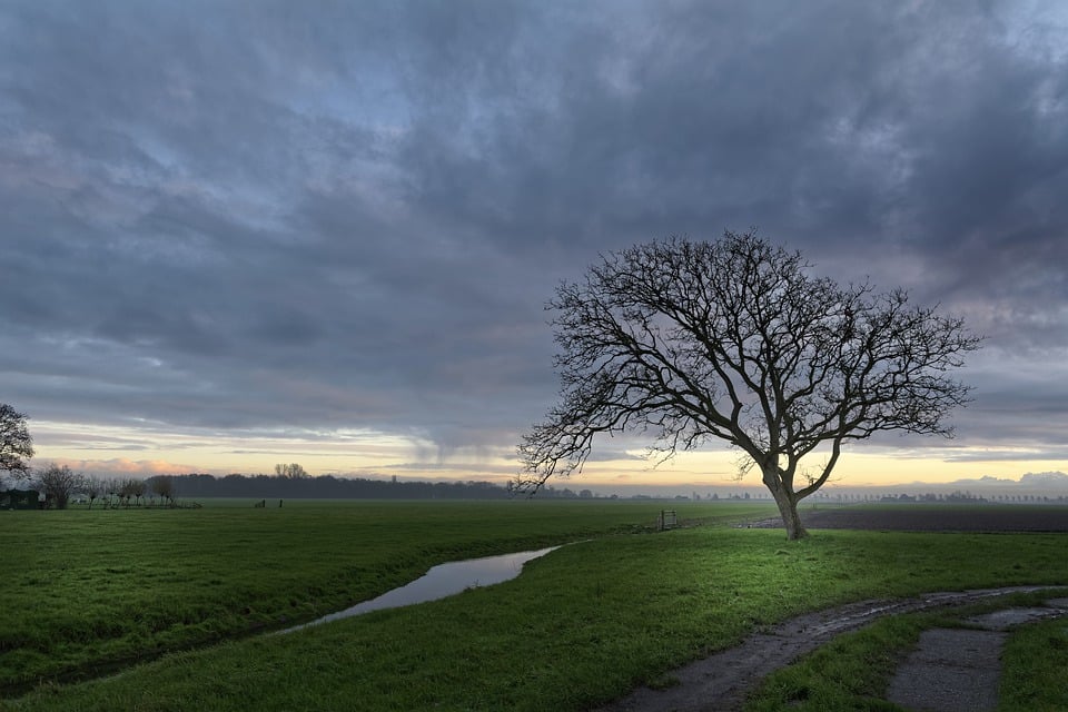 Baum auf Radweg - Radio Hagen