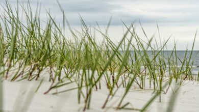 Zwei Badetote im laufenden Jahr – DLRG meldet Anstieg in NRW