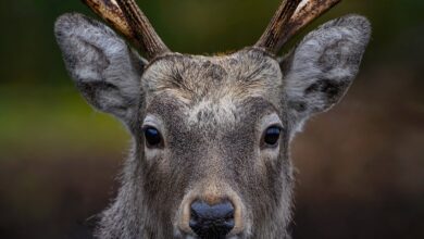 Schwer verletztes Rehkitz flüchtet in Garten und stirbt