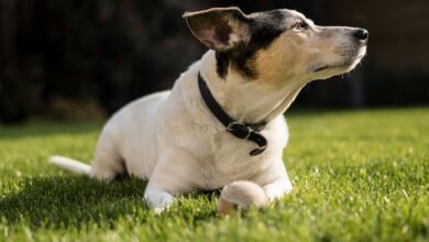 Hund "Momo" aus Thüringen bekommt Happy End – Schicksalsschlag folgt