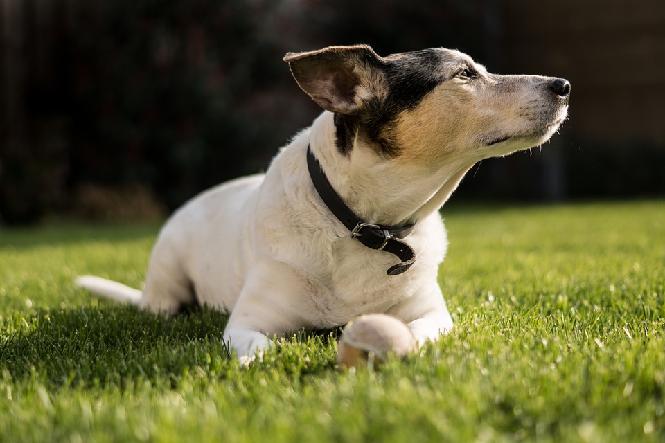 Hund "Momo" aus Thüringen bekommt Happy End – Schicksalsschlag folgt