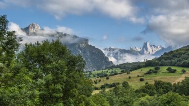 „Unsere Wälder können sich selbst helfen“