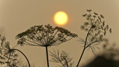 Hoffnungsschimmer bei Waldbränden in Portugal