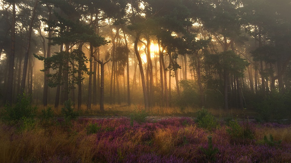 Verheerende Waldbrände gehen in Portugal weiter