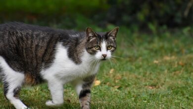 Jüngster Löwennachwuchs nun für Besucher zu sehen